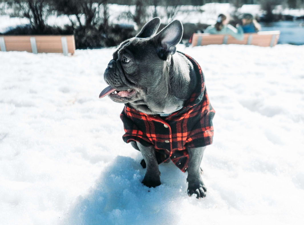 Aby čumák ani tlapky v zimě nezmrzly