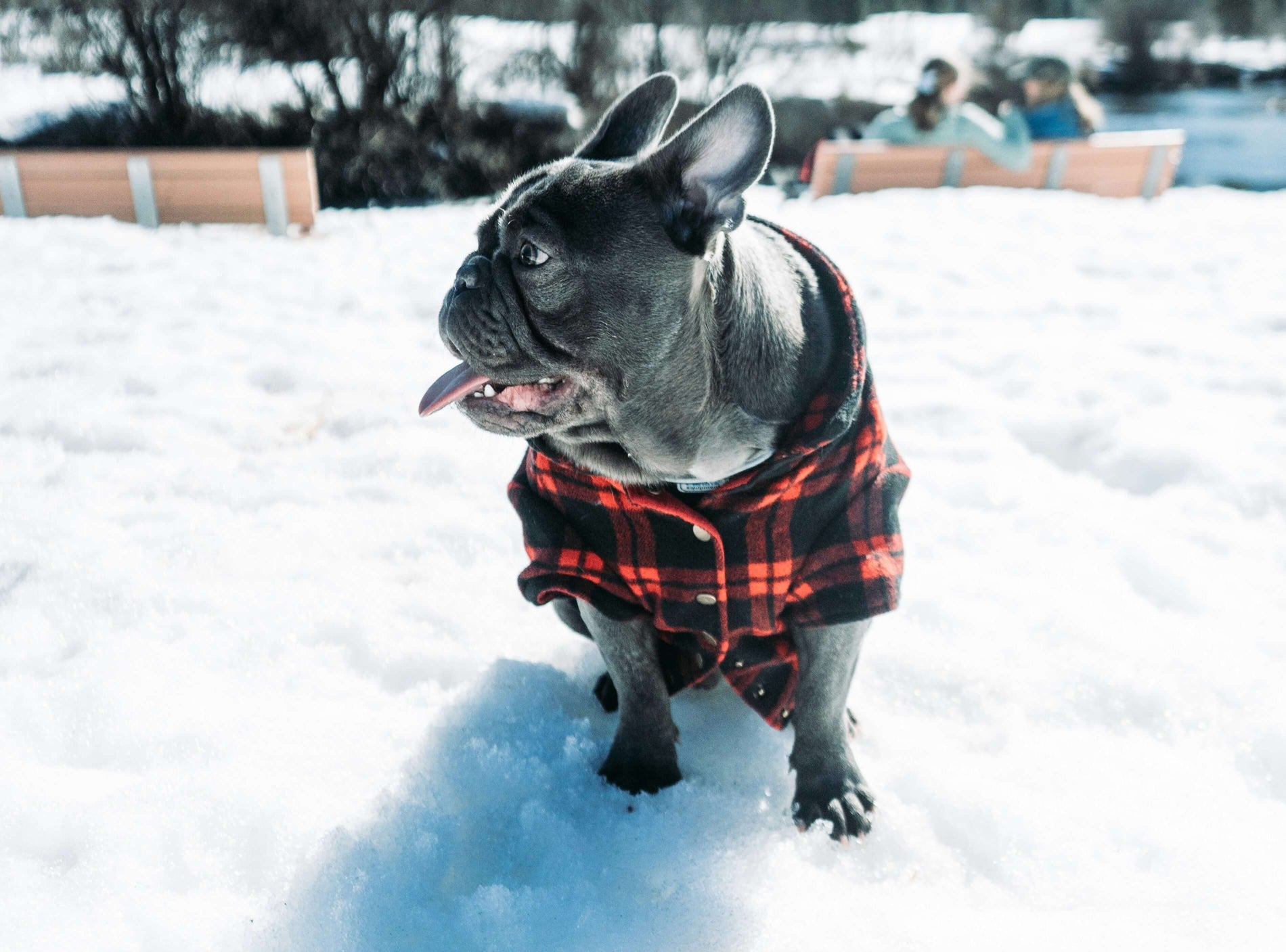 Aby čumák ani tlapky v zimě nezmrzly