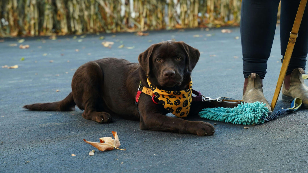 Péče o psí srst na podzim