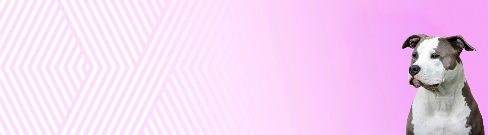 Americký stafordširský teriér