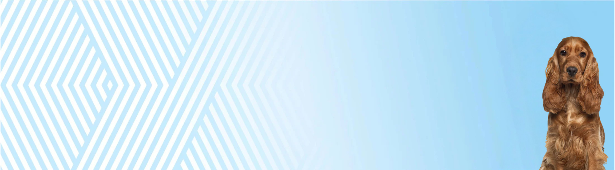 Anglický kokršpaněl