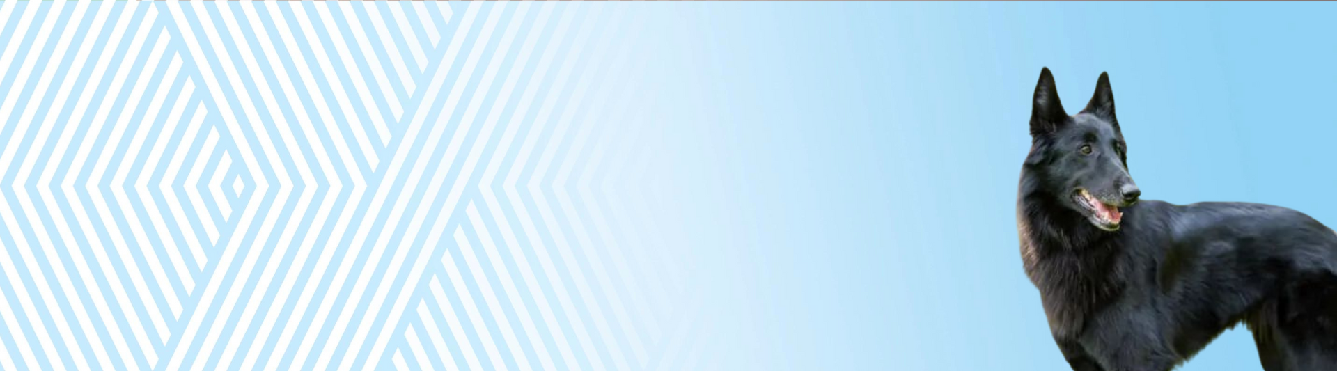 Belgický ovčák - groenendael