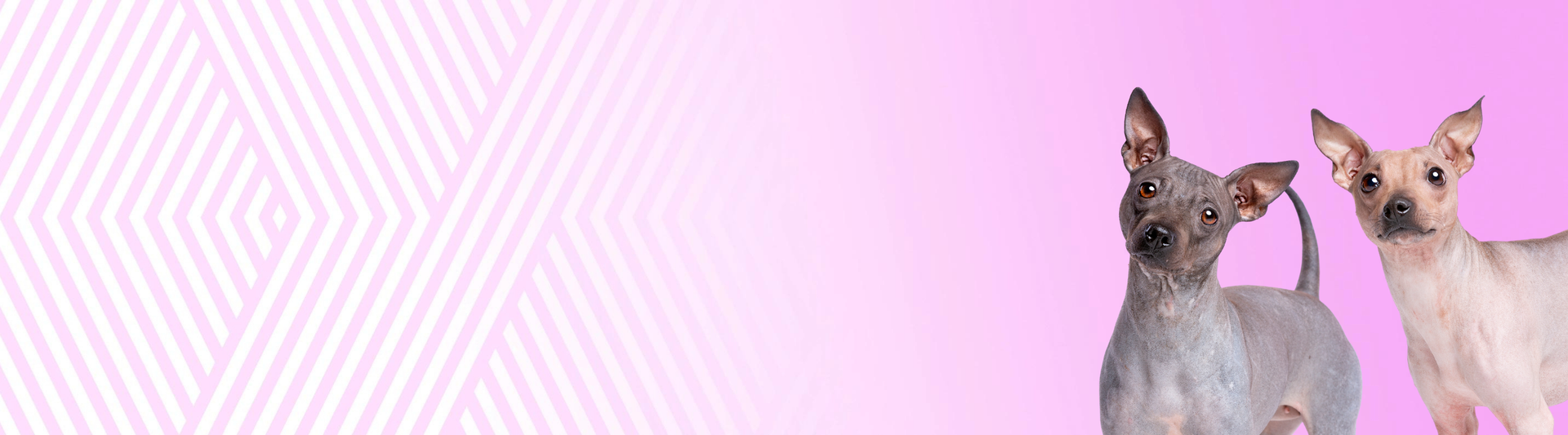 B. Naháči a polonaháči