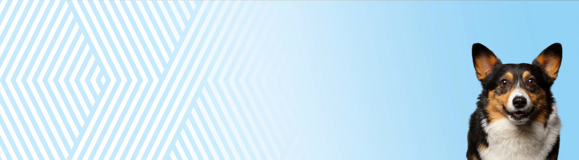 Welsh Corgi Cardigan