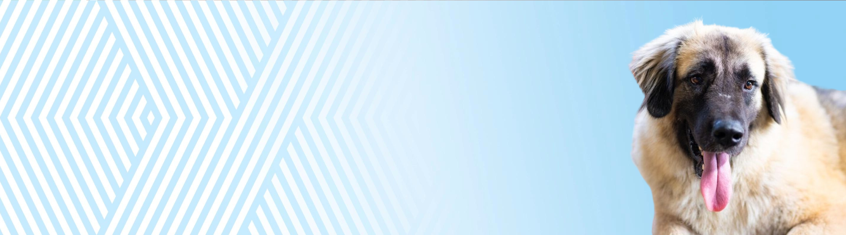 Kavkazský pastevecký pes