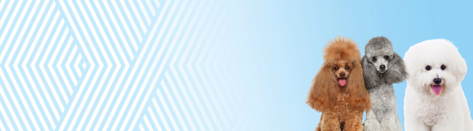 C. Střední srst (kudrnatá) bez podsady