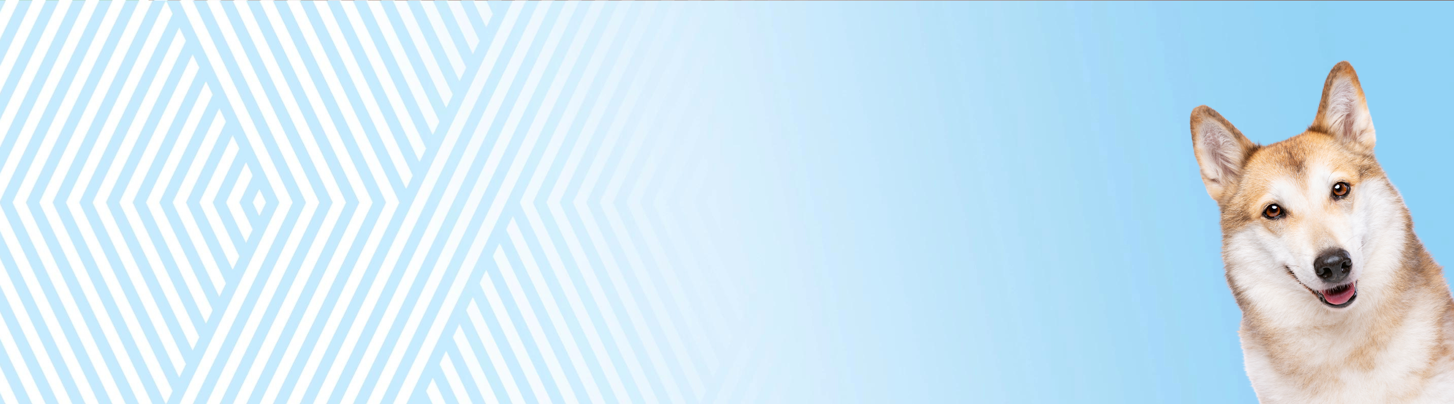 Západosibiřská lajka