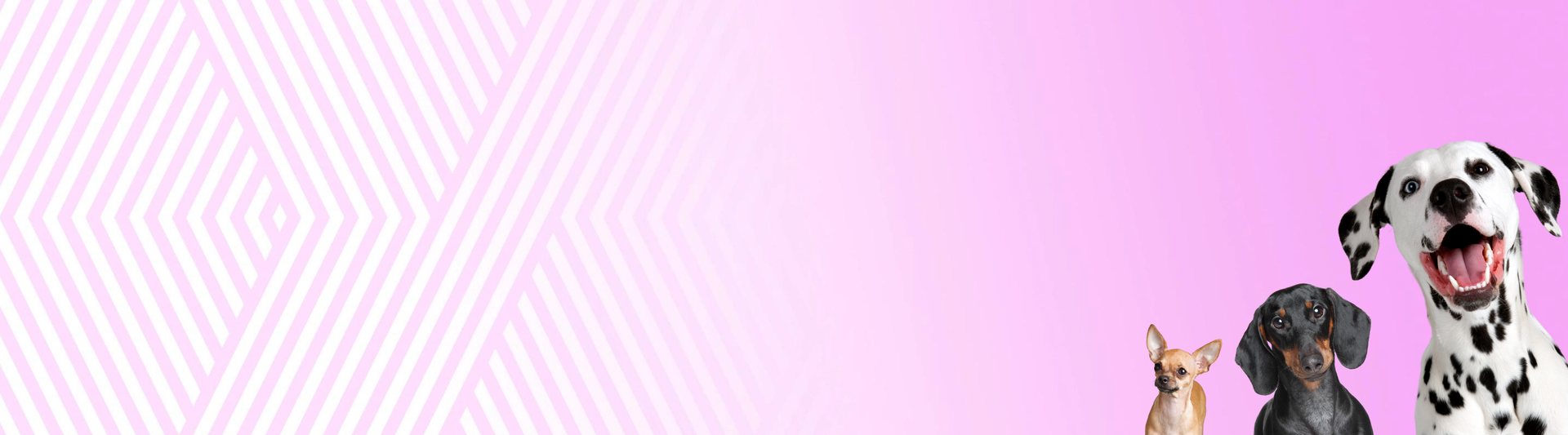 A. Krátká srst hladká