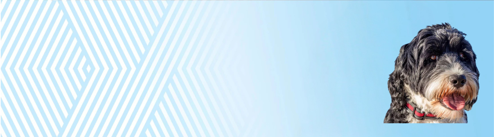 Portugalský vodní pes