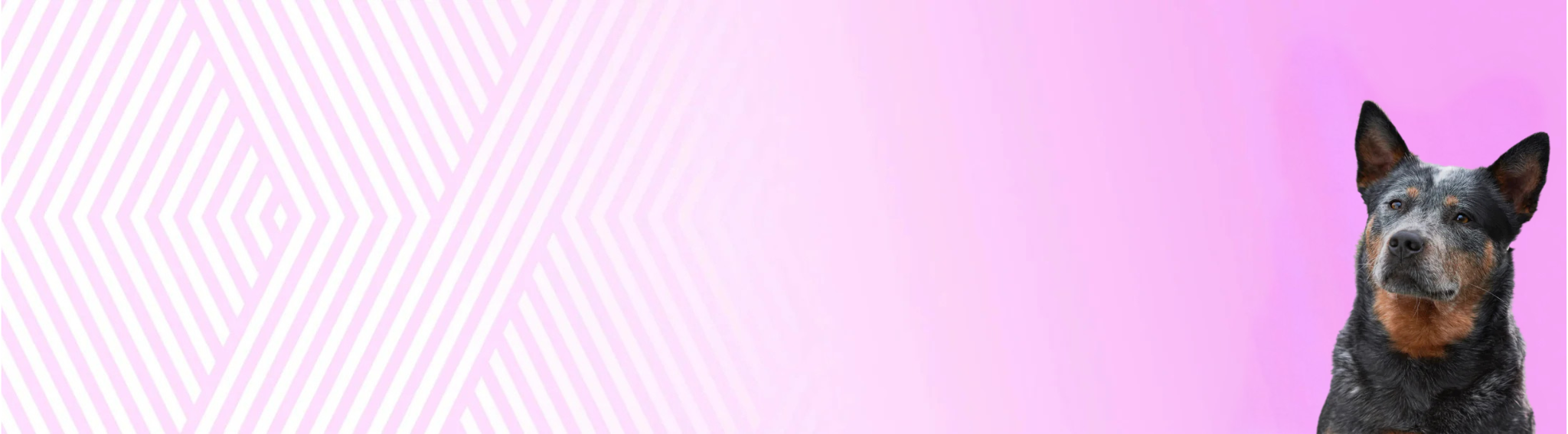 Australský honácký pes