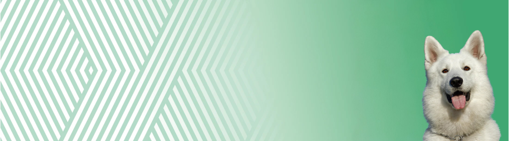 Bílý švýcarský ovčák