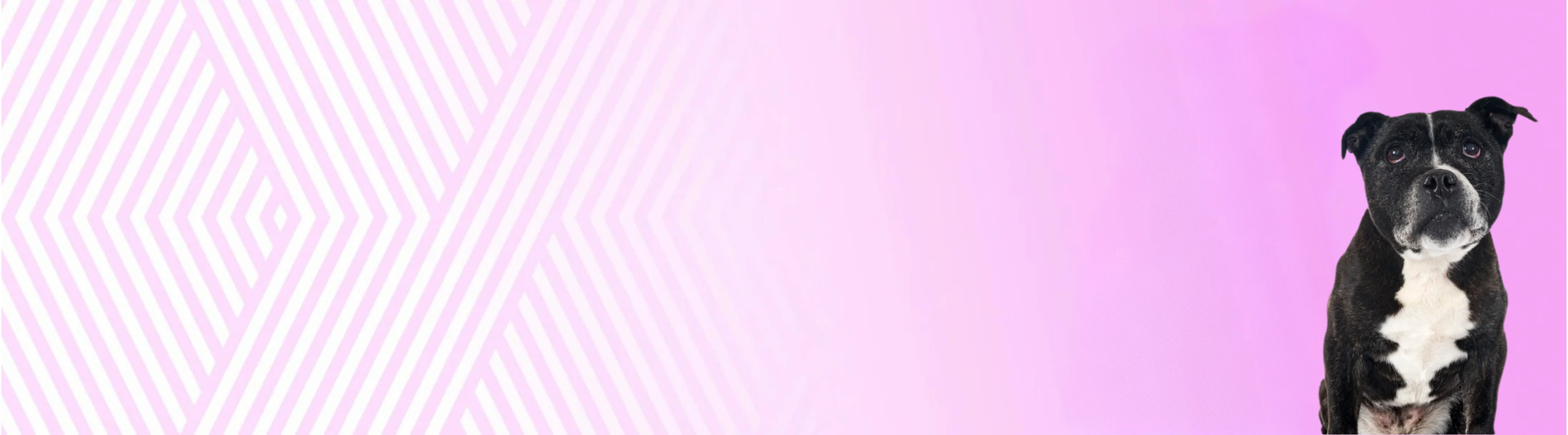 Stafordšírský bulteriér