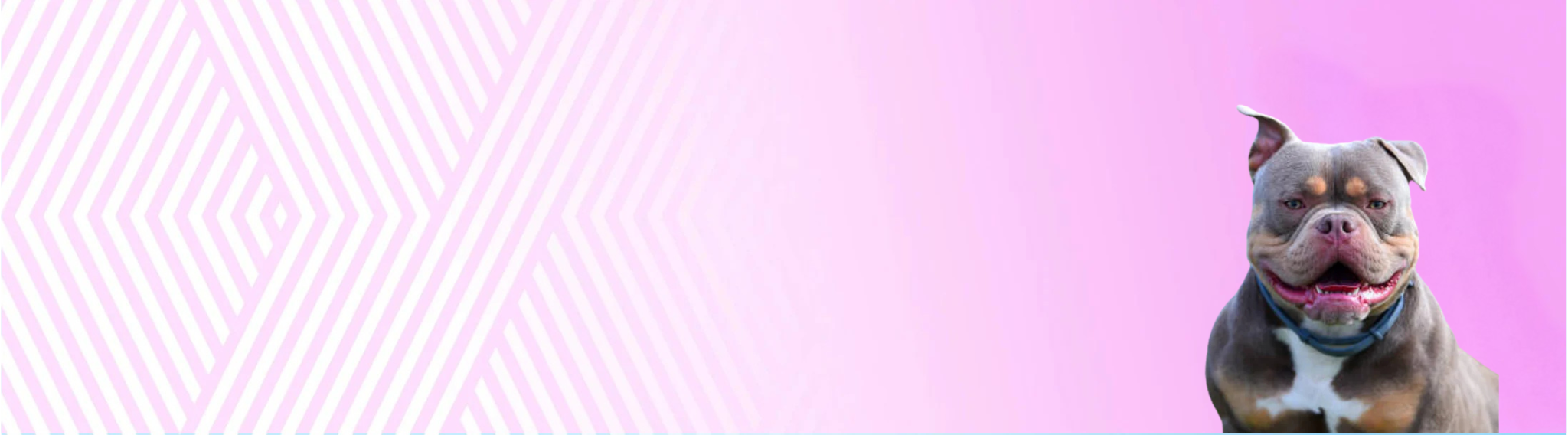 American bully pocket