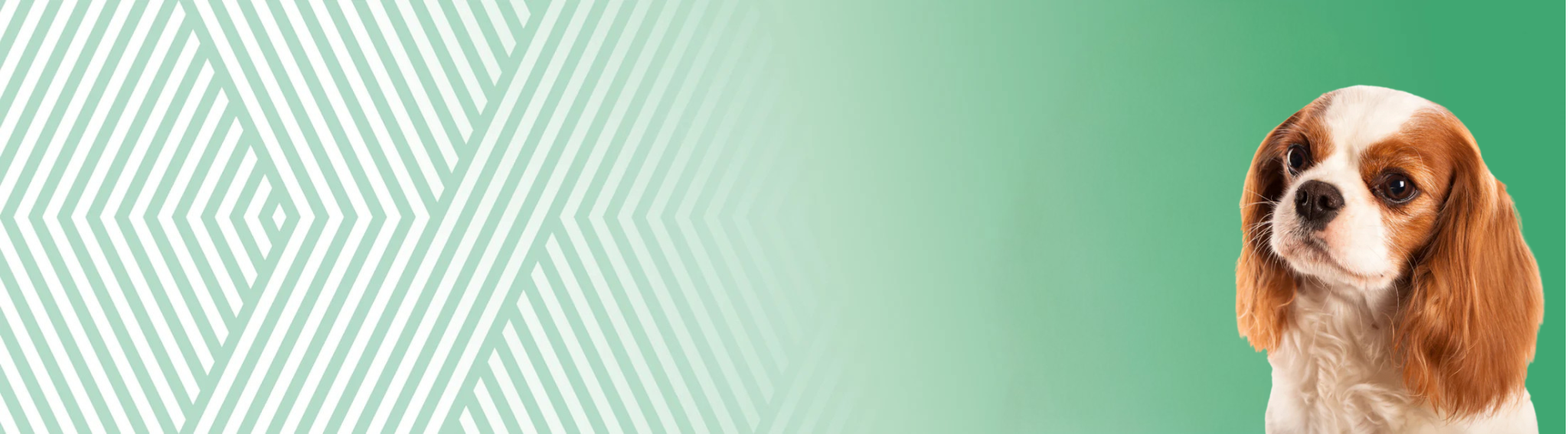 Kavalír King Charles španěl