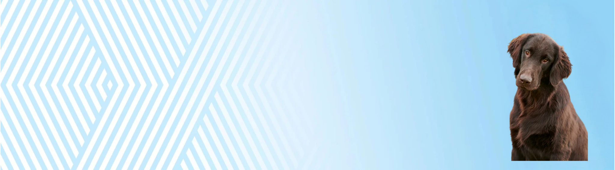 Flat coated retrívr