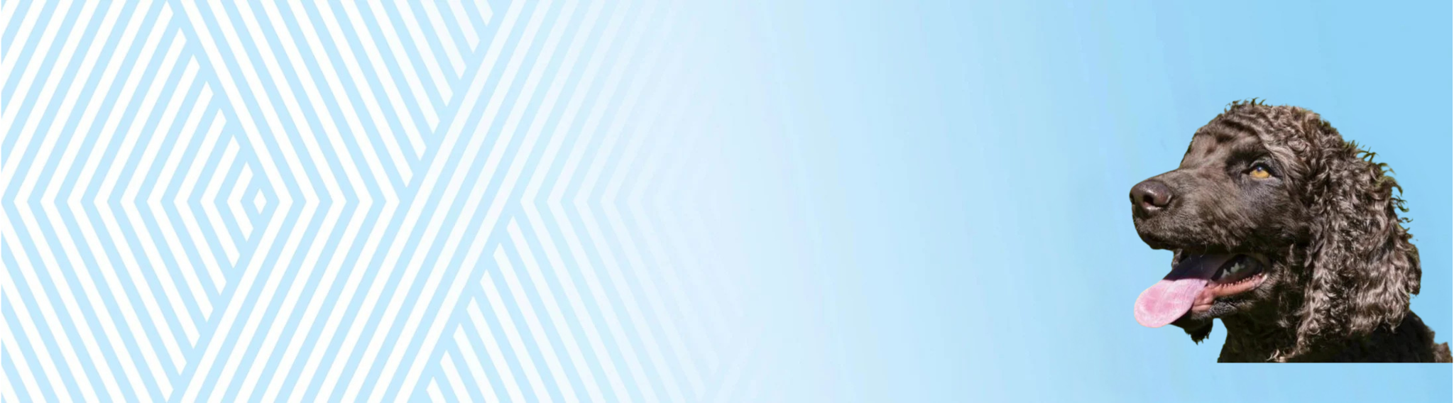 Irský vodní španěl