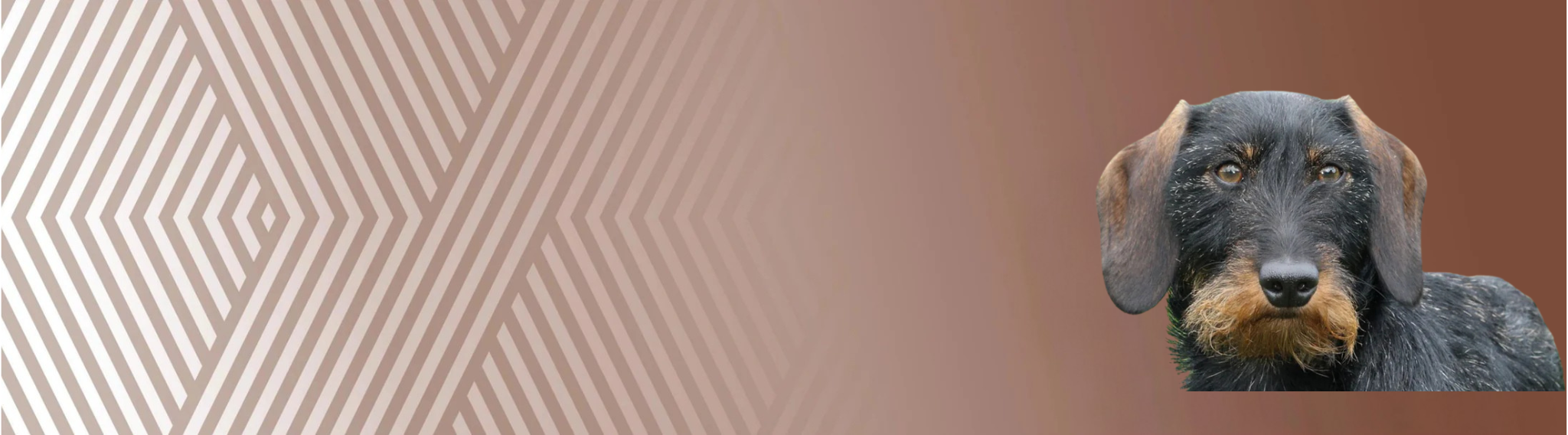 Drsnosrstý jezevčík