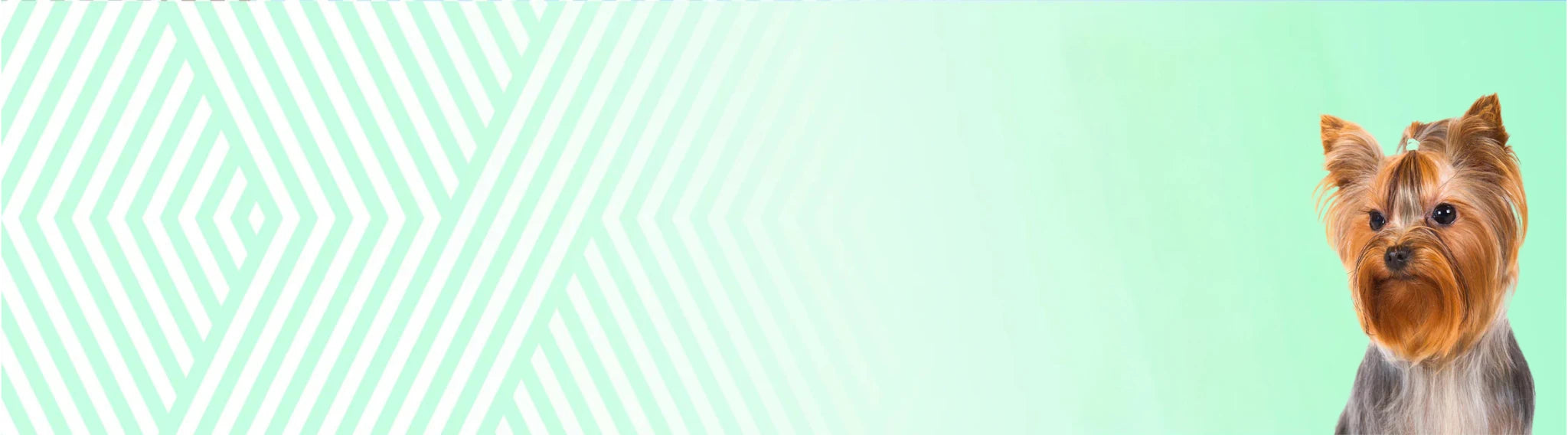 Jorkšírský teriér