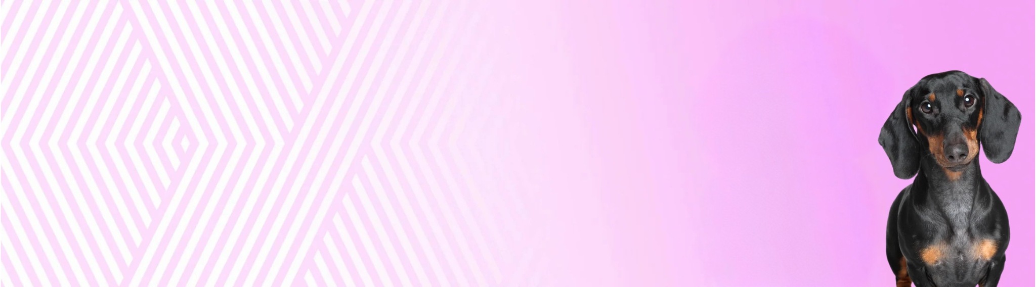 Hladkosrstý jezevčík