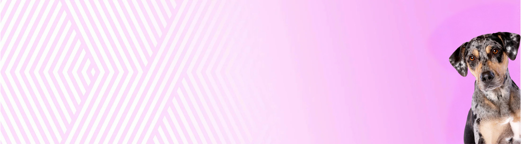 Louisianský leopardí pes