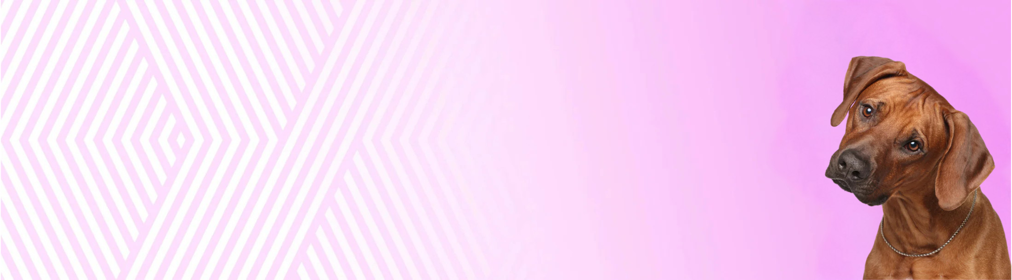 Rhodéský ridgeback