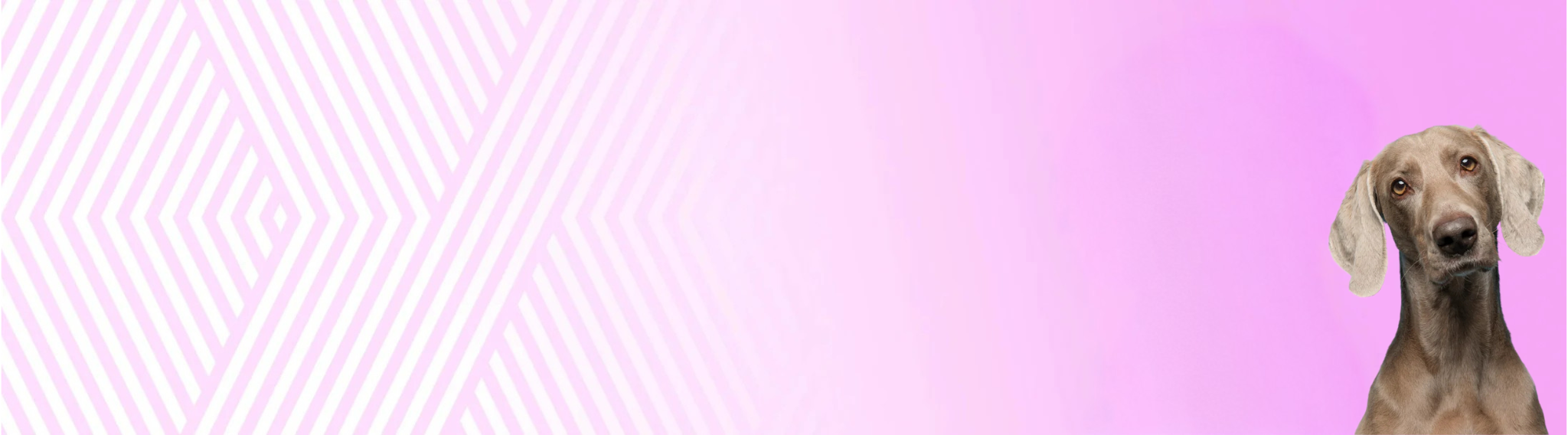 Výmarský ohař krátkosrstý